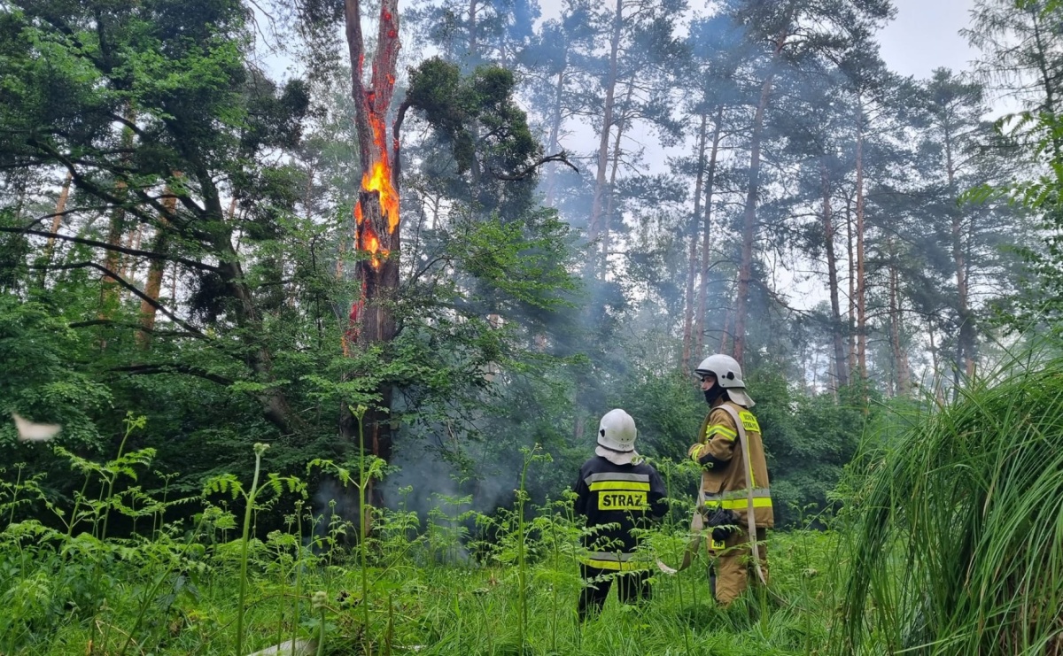 Pożar w kuźniańskim lesie. W akcji strażacy i dromader - Serwis informacyjny z Raciborza - naszraciborz.pl