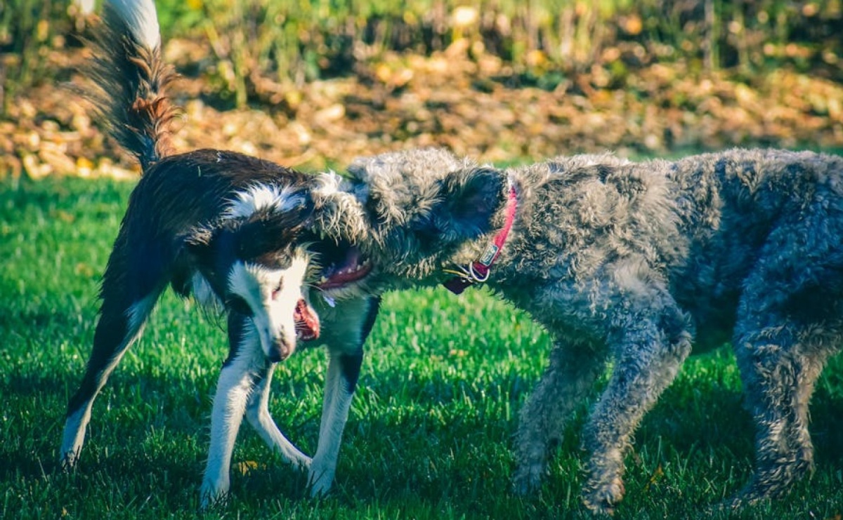 Pies pogryzł się z innym psem, co robić? - Serwis informacyjny z Raciborza - naszraciborz.pl