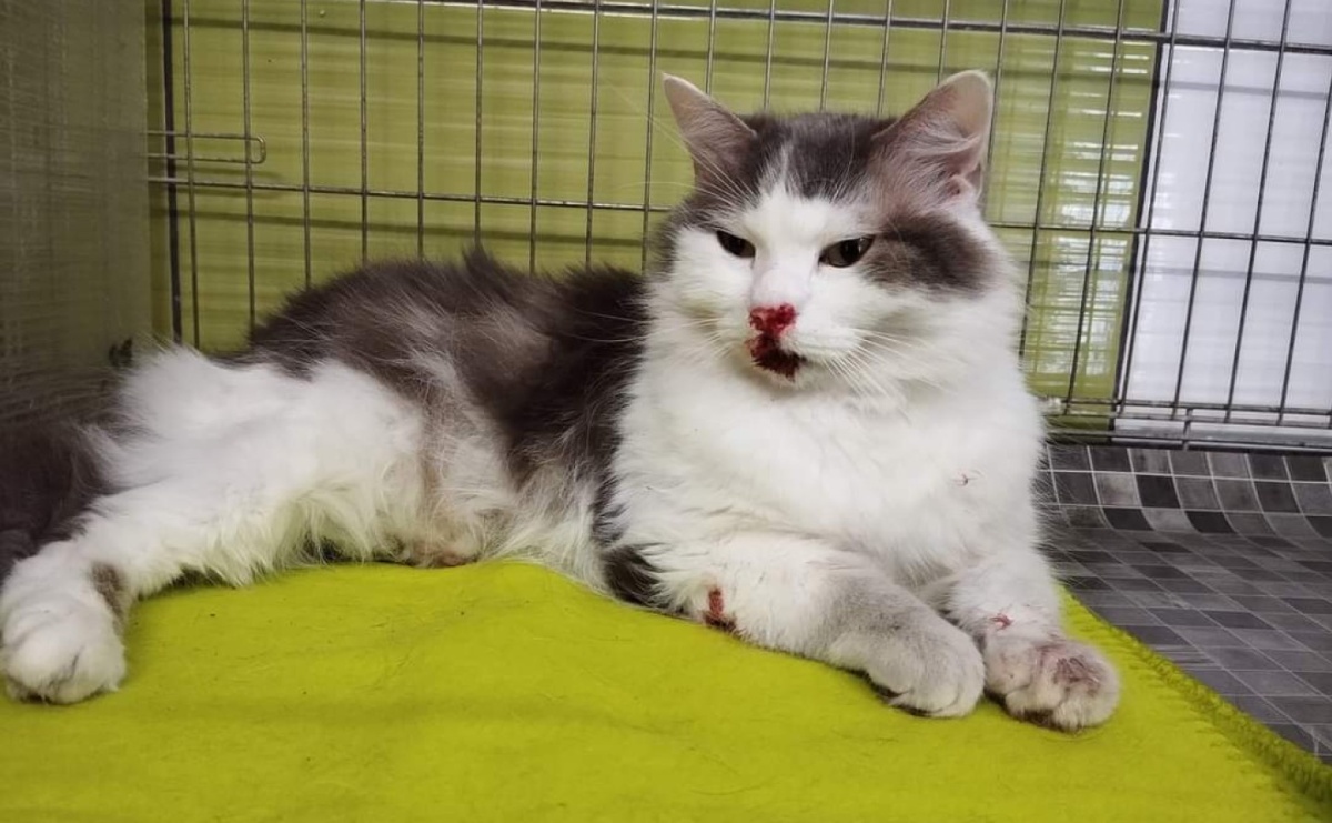 Szukają wsparcia dla Olafa. Kot spadł z balkonu w Raciborzu - Serwis informacyjny z Raciborza - naszraciborz.pl