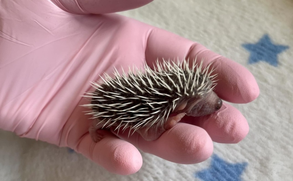 Małe jeże przychodzą na świat – jak chronić te pożyteczne ssaki? - Serwis informacyjny z Raciborza - naszraciborz.pl