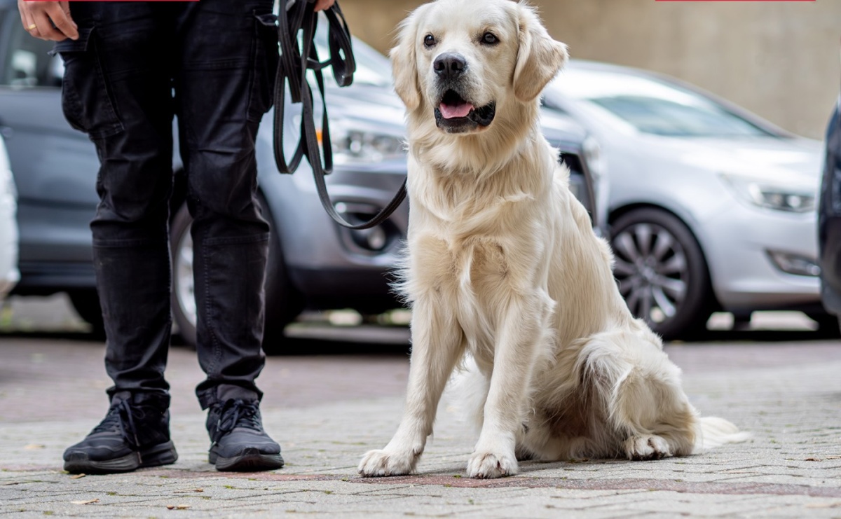 KAS wykryła w przesyłce pocztowej środki odurzające - Serwis informacyjny z Raciborza - naszraciborz.pl