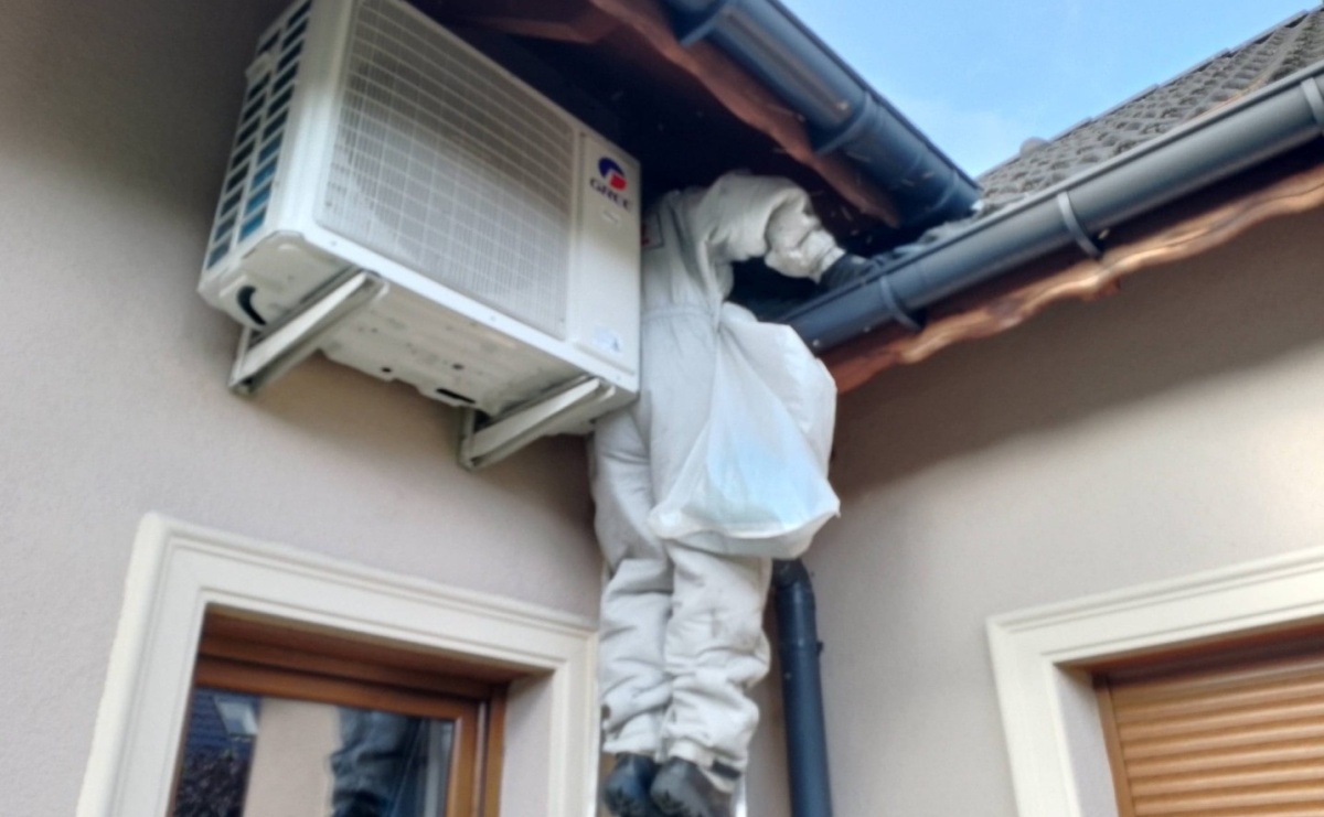 Owady zaatakowały starszą osobę w Nędzy - Serwis informacyjny z Raciborza - naszraciborz.pl