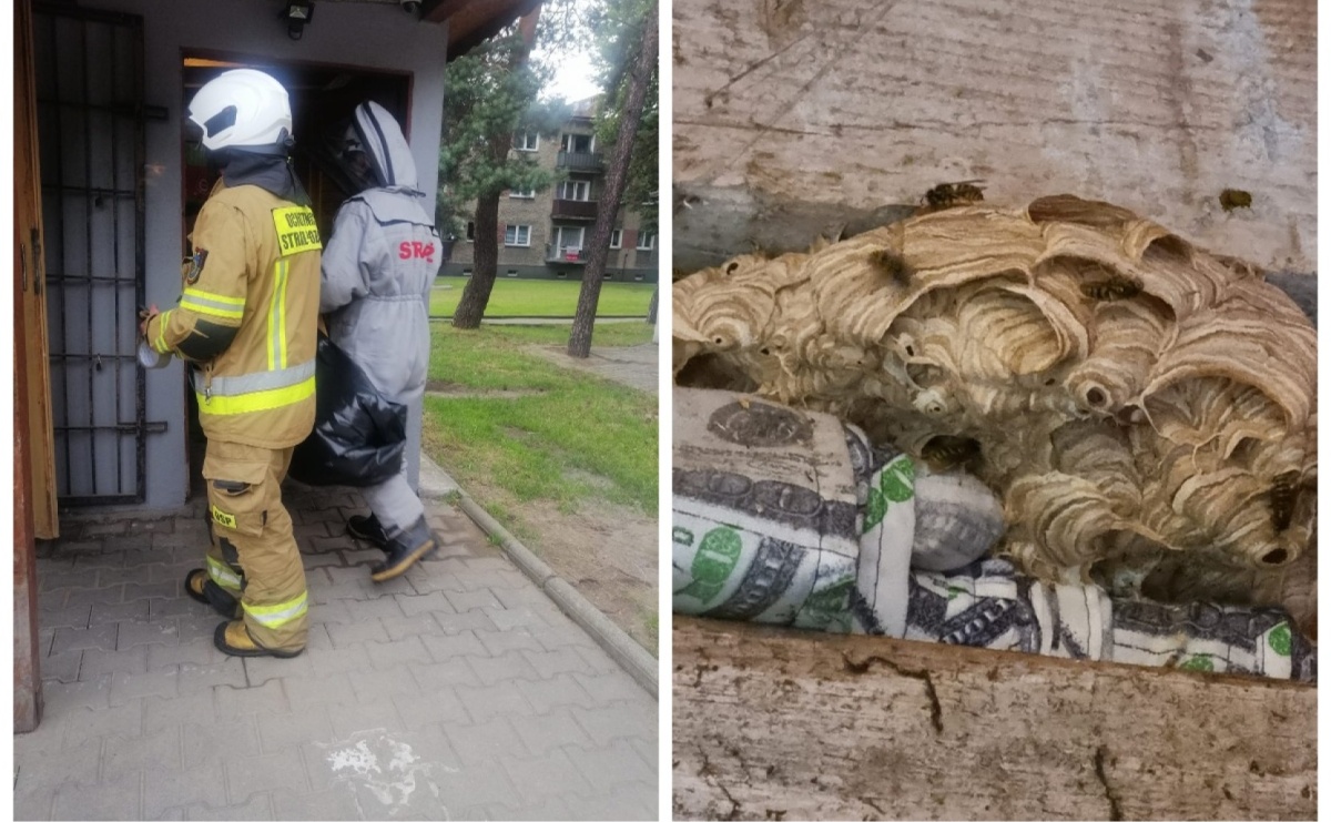 Osy w kiosku w Kuźni Raciborskiej - Serwis informacyjny z Raciborza - naszraciborz.pl