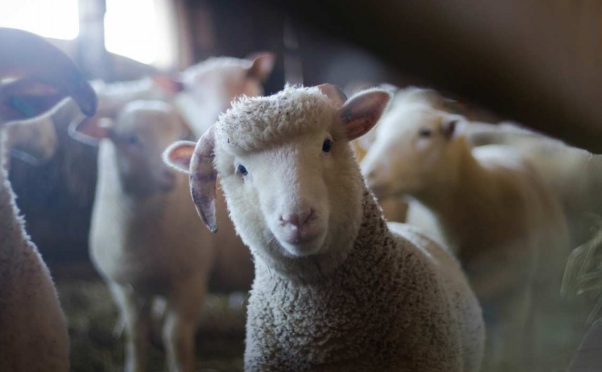 Dotacje w ramach Programu Owca Plus - Serwis informacyjny z Raciborza - naszraciborz.pl