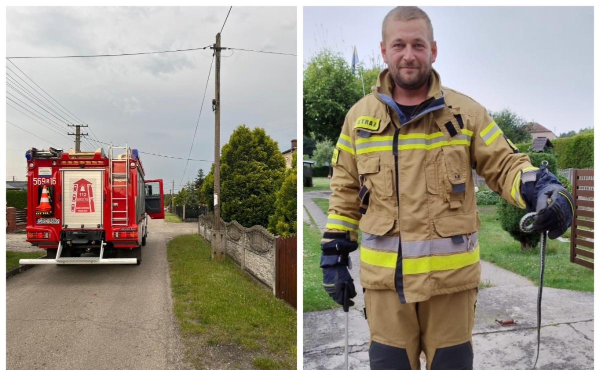 Wąż na posesji w Nędzy - Serwis informacyjny z Raciborza - naszraciborz.pl