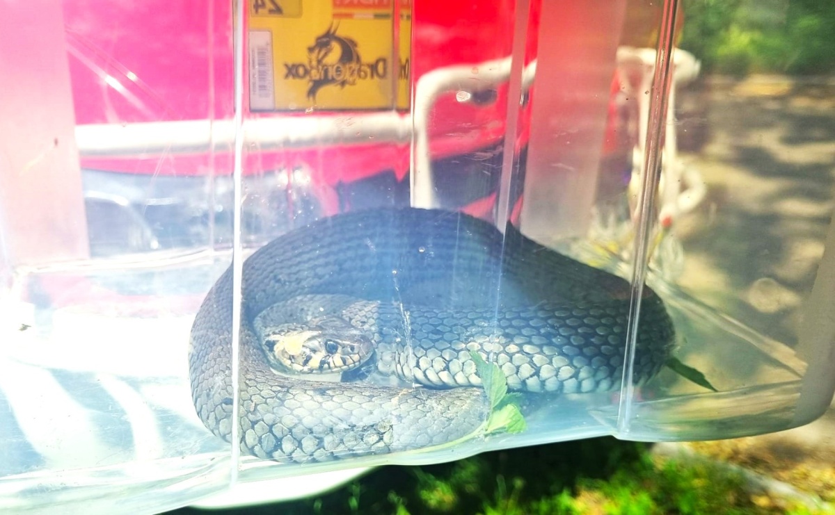 Raport 998. Wąż na posesji i sarna w opresji. Weekend strażaków - Serwis informacyjny z Raciborza - naszraciborz.pl