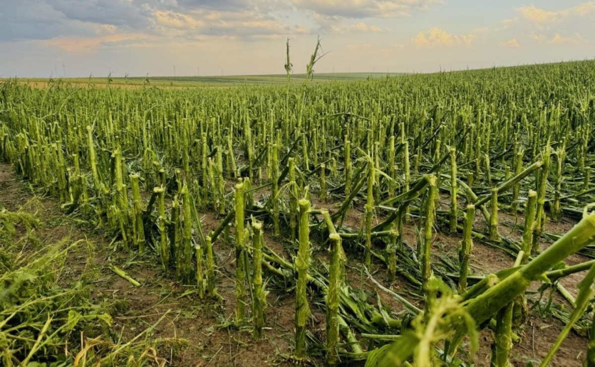 Nabór wniosków o oszacowanie strat w uprawach rolnych po gradobiciu - Serwis informacyjny z Raciborza - naszraciborz.pl