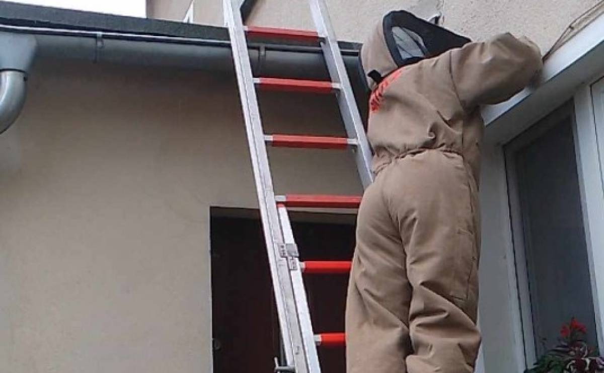 Niebezpieczne owady w Pietrowicach Wielkich - Serwis informacyjny z Raciborza - naszraciborz.pl