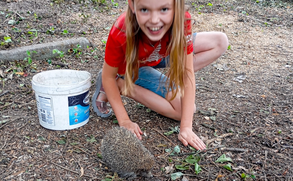 Jagoda Meller uratowała jeża na ulicy Michejdy - Serwis informacyjny z Raciborza - naszraciborz.pl