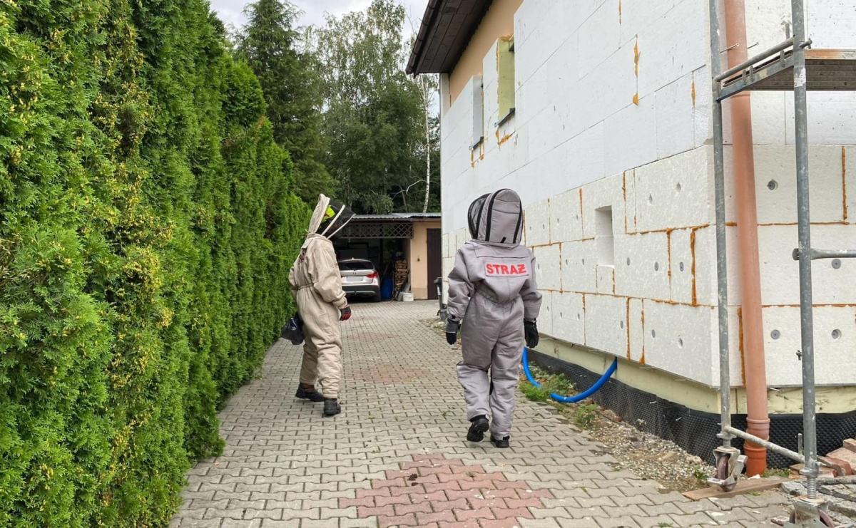 Raport 998. Owady zdominowały strażacką służbę - Serwis informacyjny z Raciborza - naszraciborz.pl