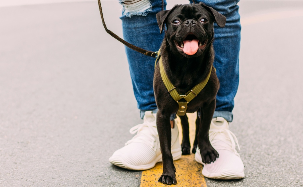 Szelki dla małego psa – jaki rodzaj wybrać? - Serwis informacyjny z Raciborza - naszraciborz.pl