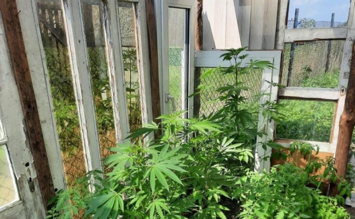 Raciborska policja zlikwidowała nielegalną plantację. Pomógł pies SG - Serwis informacyjny z Raciborza - naszraciborz.pl