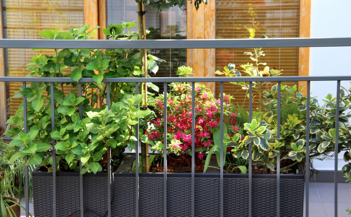 Doniczki na balkon - jak wybrać idealne modele do swojej aranżacji? - Serwis informacyjny z Raciborza - naszraciborz.pl