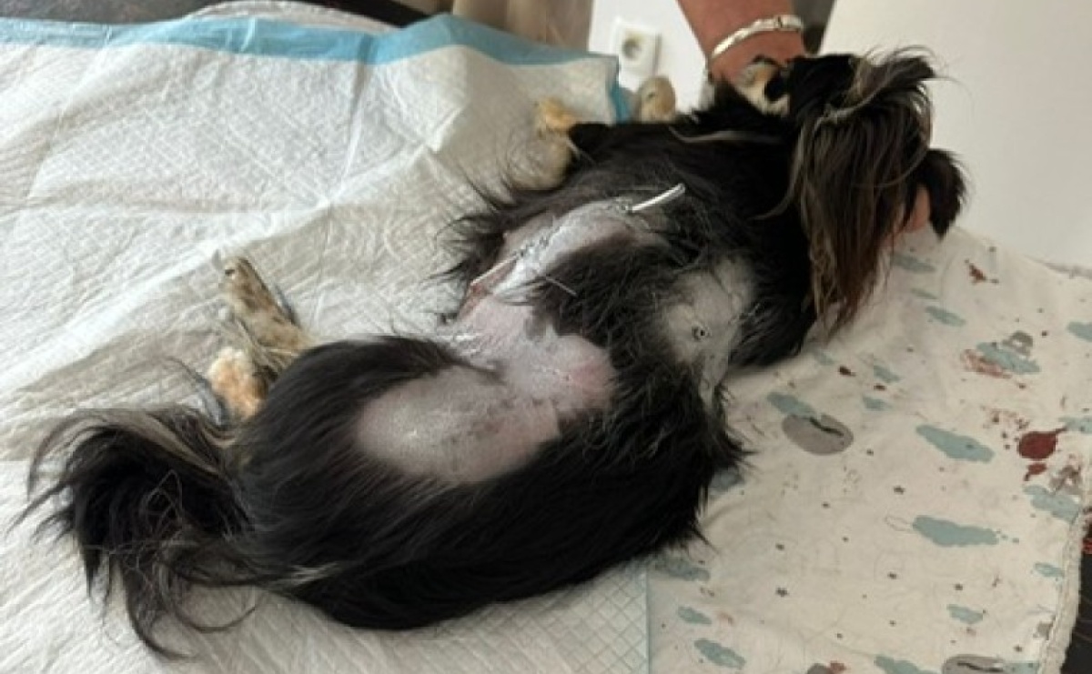 Agresywny amstaff zaatakował mniejszego psa w parku Roth - Serwis informacyjny z Raciborza - naszraciborz.pl