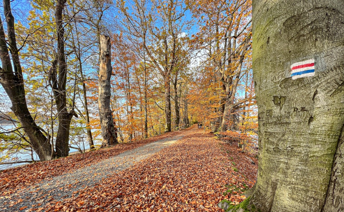 Rowerem przez rezerwaty: RDOŚ wyjaśnia zasady, np. na Łężczoku - Serwis informacyjny z Raciborza - naszraciborz.pl
