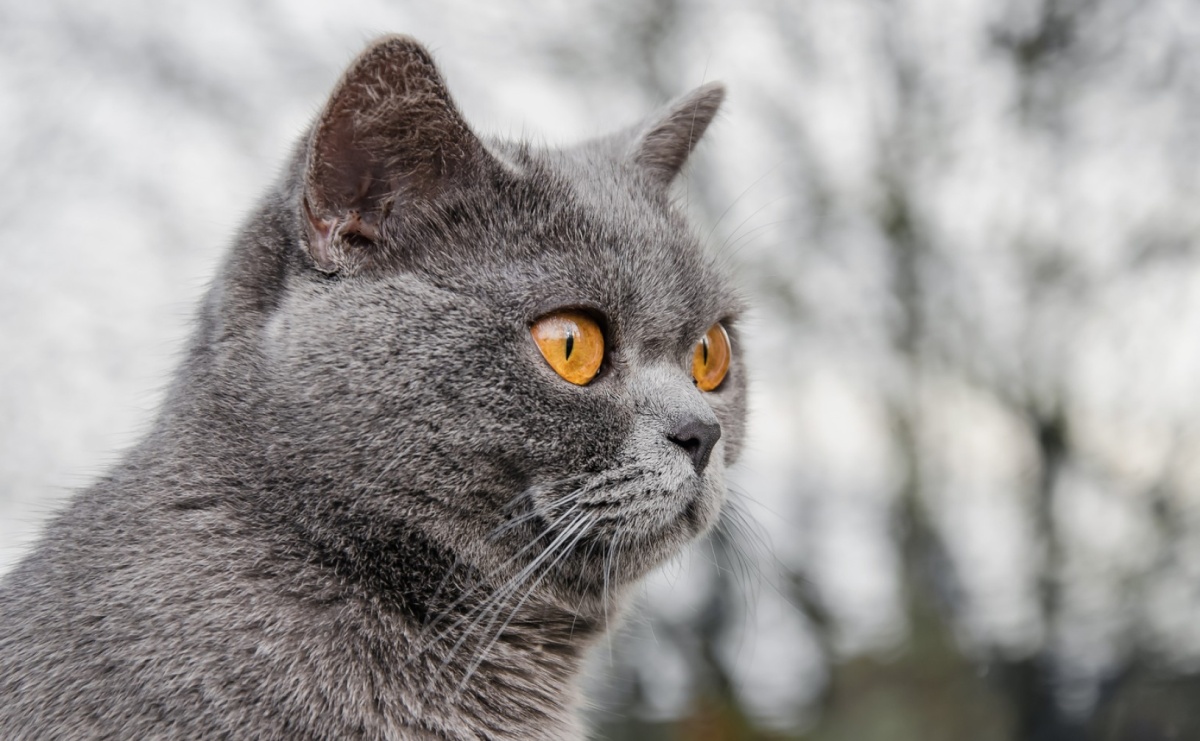 Co warto wiedzieć o kotach brytyjskich? - Serwis informacyjny z Raciborza - naszraciborz.pl