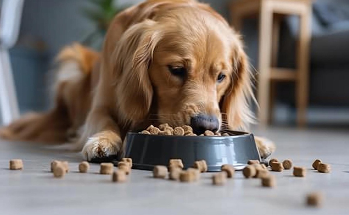 Najlepsze karmy dla psów i kotów na Cocokarma.pl: Co wybrać dla swojego pupila? - Serwis informacyjny z Raciborza - naszraciborz.pl