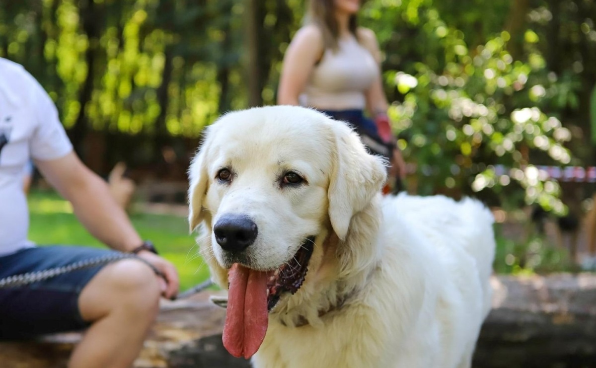 Pod Oborą odbędzie się psi piknik na wodzie - Serwis informacyjny z Raciborza - naszraciborz.pl