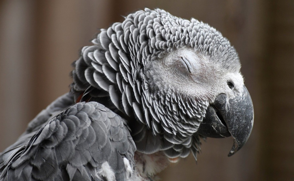 Co jedzą papugi: czym je karmić? - Serwis informacyjny z Raciborza - naszraciborz.pl