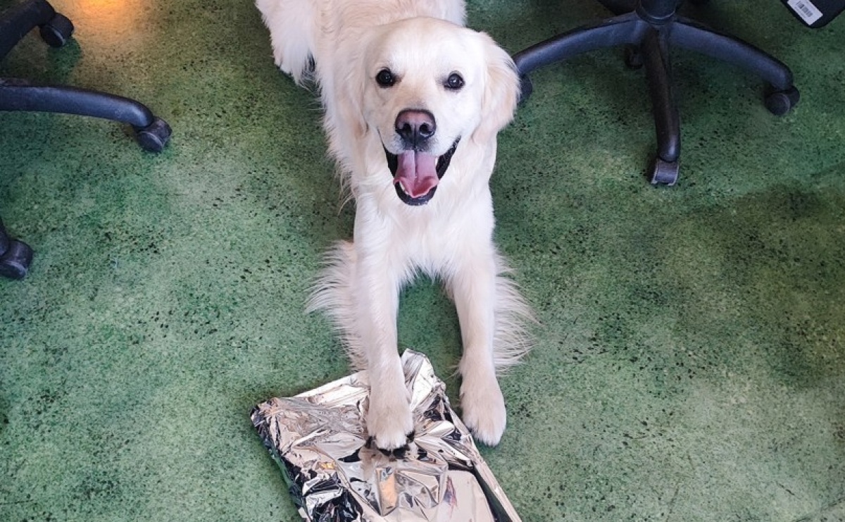 Pies Kodi złapał trop. KAS wykryła środki odurzające w przesyłce i mieszkaniu - Serwis informacyjny z Raciborza - naszraciborz.pl