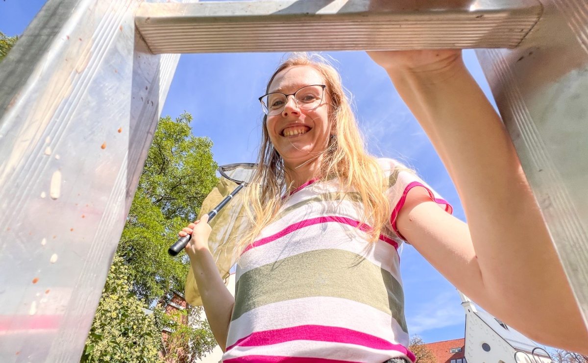 Przyrodnicza ciekawostka. Lepiarka bluszczówka zlokalizowana na raciborskim... cmentarzu - Serwis informacyjny z Raciborza - naszraciborz.pl