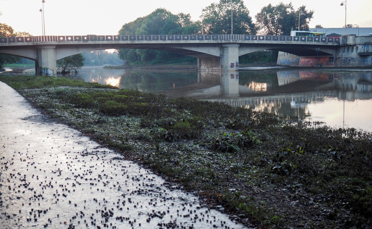 Raciborskie bulwary po wielkiej wodzie [FOTO] - Serwis informacyjny z Raciborza - naszraciborz.pl