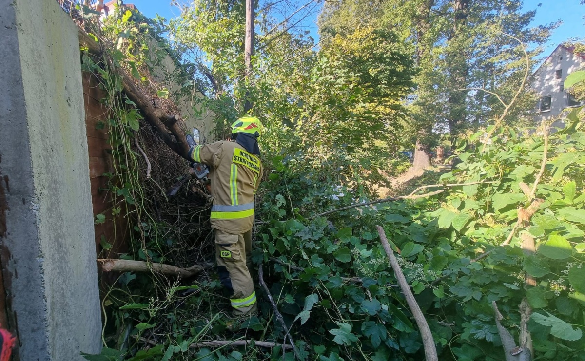 Raport 998. Pochylone drzewo, gniazda owadów i zapach gazu - Serwis informacyjny z Raciborza - naszraciborz.pl