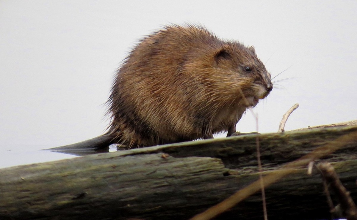 Jak odróżnić szczura od piżmaka? - Serwis informacyjny z Raciborza - naszraciborz.pl