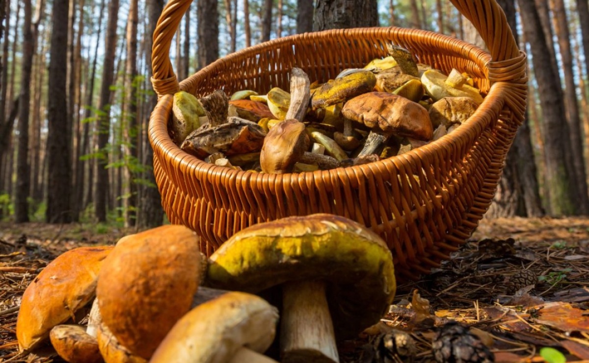 Jakie grzyby są najzdrowsze? - Serwis informacyjny z Raciborza - naszraciborz.pl