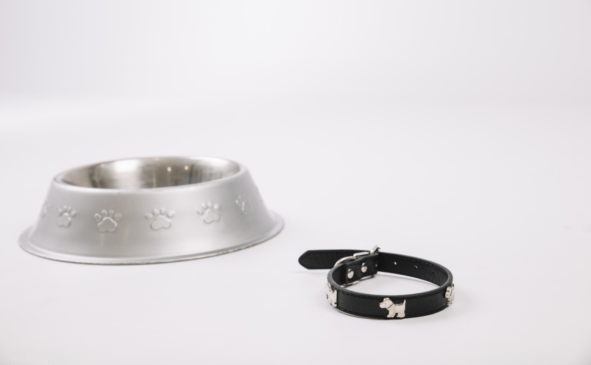 Czy obroża dla kota jest bezpieczna? Fakty i mity - Serwis informacyjny z Raciborza - naszraciborz.pl