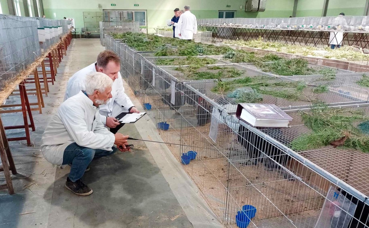 Regionalna wystawa gołębi rasowych, drobnego inwentarza i królików w Pietrowicach Wielkich - Serwis informacyjny z Raciborza - naszraciborz.pl