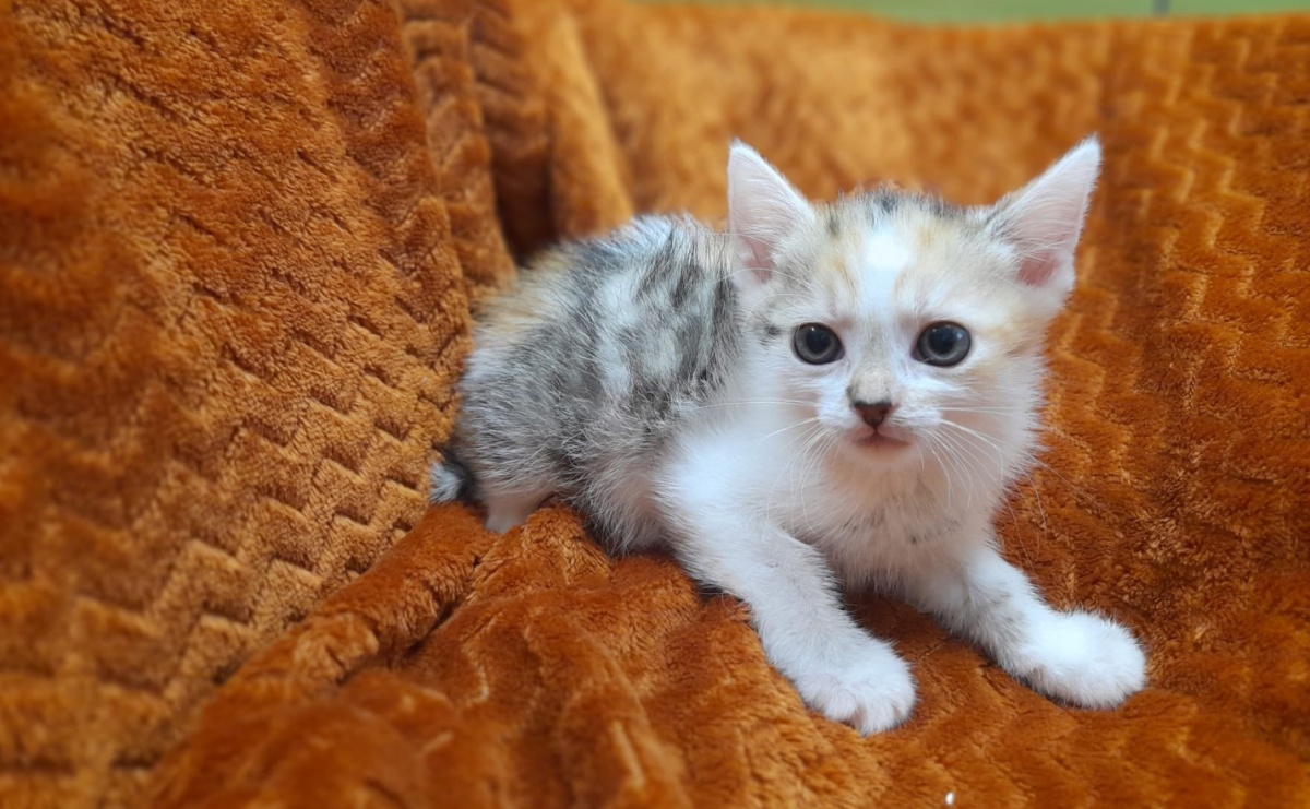 Mikołajkowy dzień otwarty w Schronisku dla bezdomnych zwierząt w Raciborzu - Serwis informacyjny z Raciborza - naszraciborz.pl