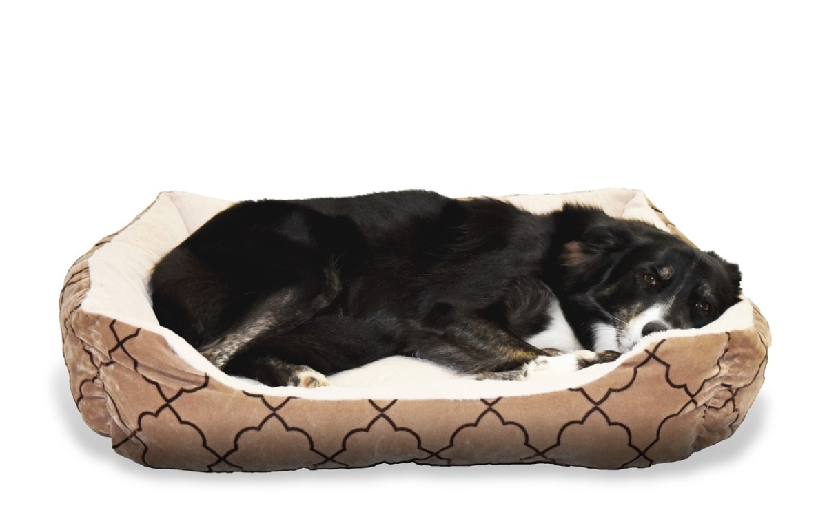  Maty chłodzące dla psów - niezbędnik w gorące dni - Serwis informacyjny z Raciborza - naszraciborz.pl