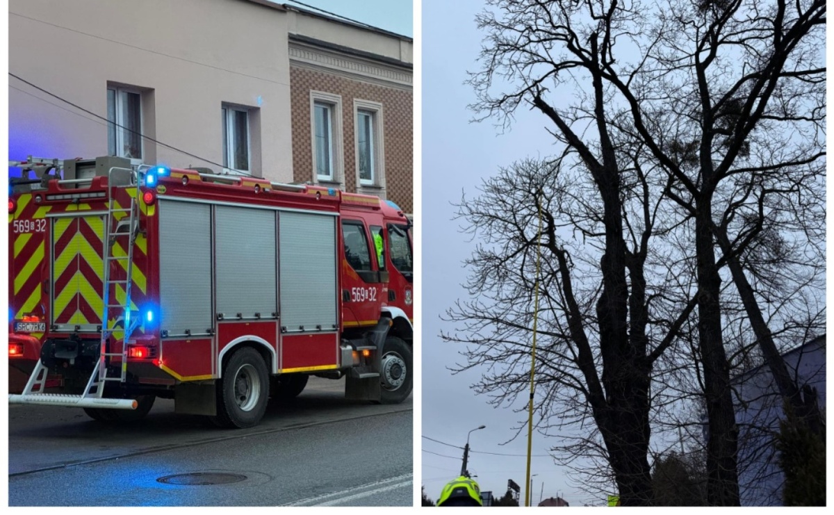 Zwisająca gałąź zagrażała przechodniom. Strażacka interwencja na Gliwickiej - Serwis informacyjny z Raciborza - naszraciborz.pl