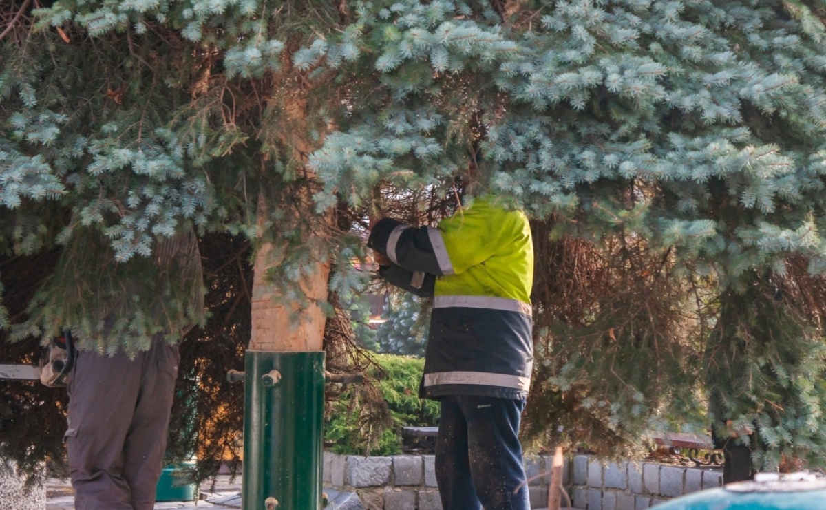 Racibórz. Odbiór żywych choinek 6 lutego - Serwis informacyjny z Raciborza - naszraciborz.pl