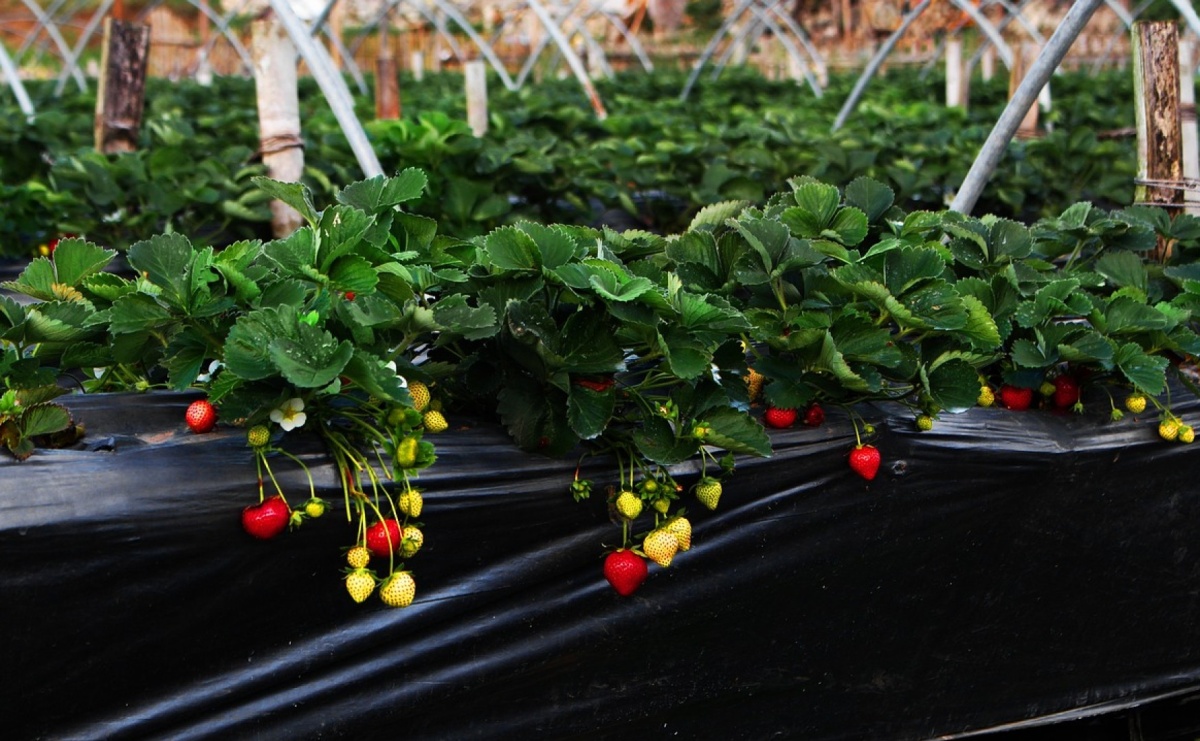 Agrowłóknina w ogrodzie – rodzaje, zalety i wady stosowania - Serwis informacyjny z Raciborza - naszraciborz.pl