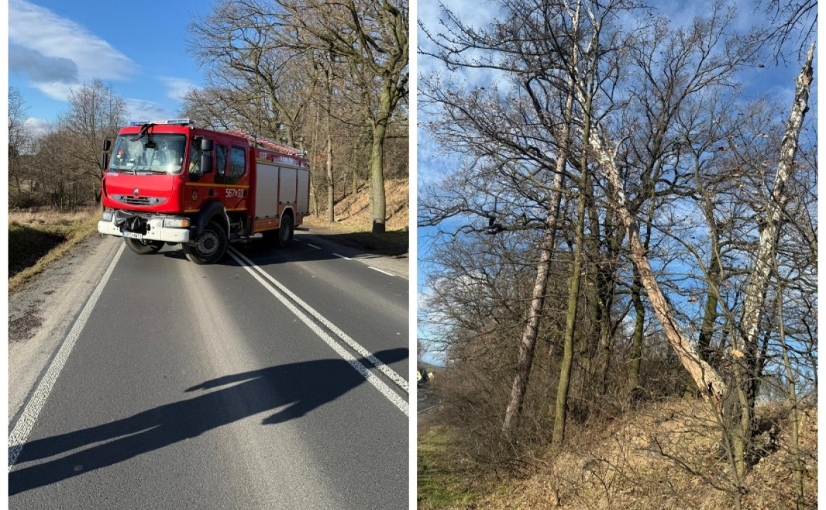 Raport 998. Pochylone drzewo w Pawłowie - Serwis informacyjny z Raciborza - naszraciborz.pl