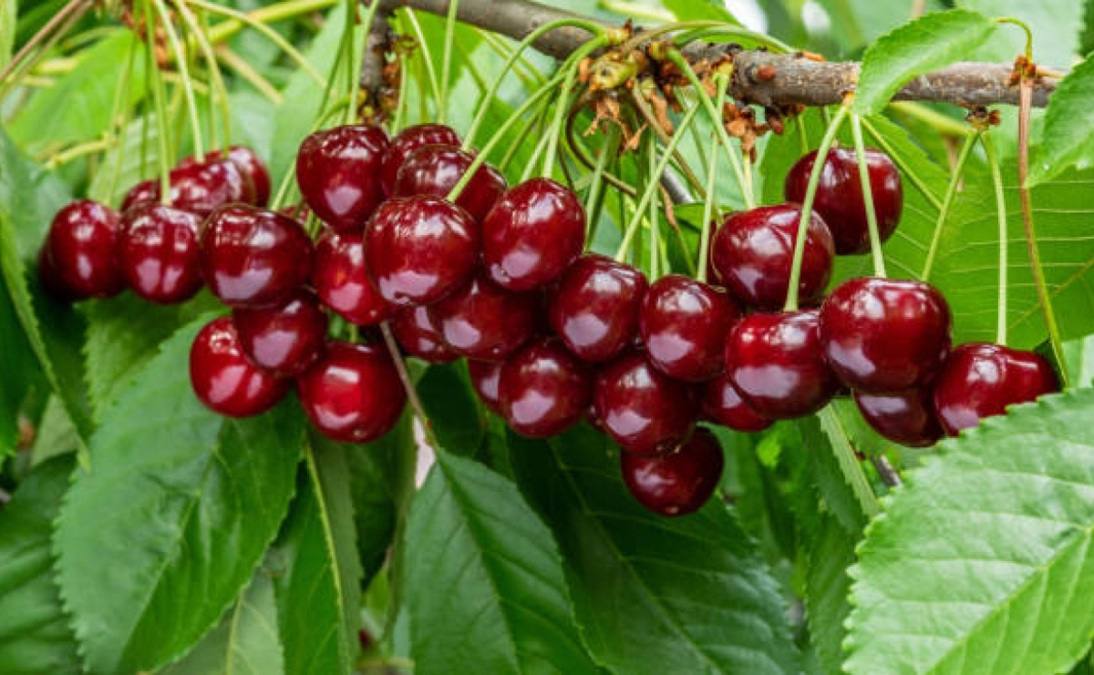 Czereśnie kuszą swoją soczystością i słodyczą już od pierwszych dni lata - Serwis informacyjny z Raciborza - naszraciborz.pl