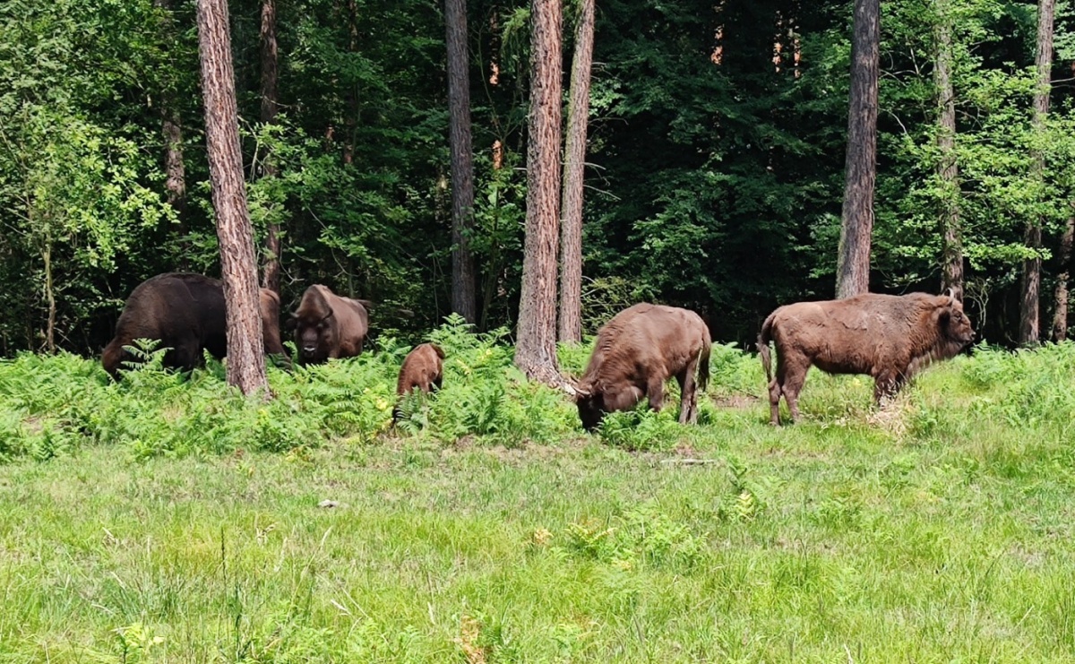 Od jutra raciborska zagroda żubrów znów będzie dostępna - Serwis informacyjny z Raciborza - naszraciborz.pl