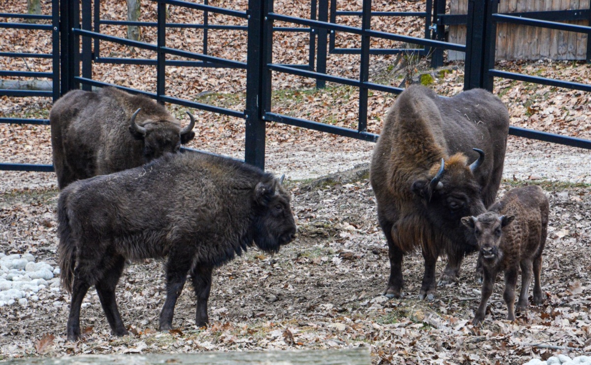 Oto żubrza rodzinka z Raciborza. Od 14 lutego zagroda w Brzeziu znów otwarta [FOTO i WIDEO] - Serwis informacyjny z Raciborza - naszraciborz.pl
