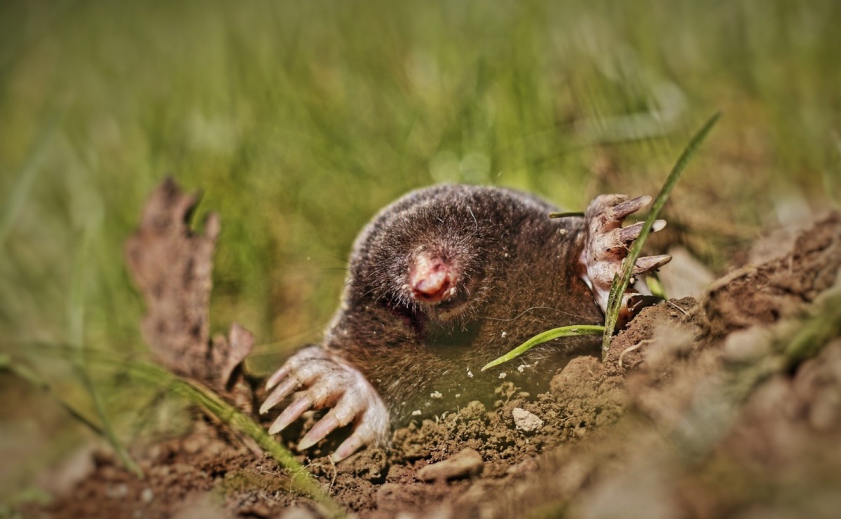 Kilka sposobów na pozbycie się kreta z ogrodu - Serwis informacyjny z Raciborza - naszraciborz.pl