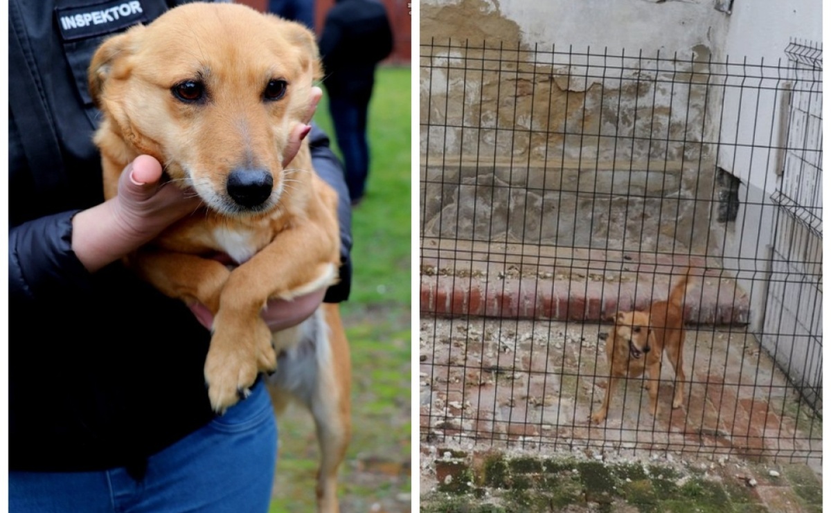 Znęcał się nad psem. Usłyszał już zarzuty - Serwis informacyjny z Raciborza - naszraciborz.pl