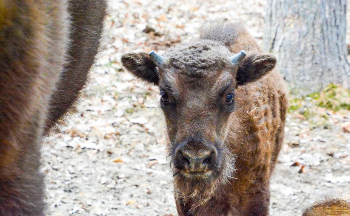 Wyniki konkursu na imię dla cielaka z Zagrody Żubrów w Raciborzu - Serwis informacyjny z Raciborza - naszraciborz.pl