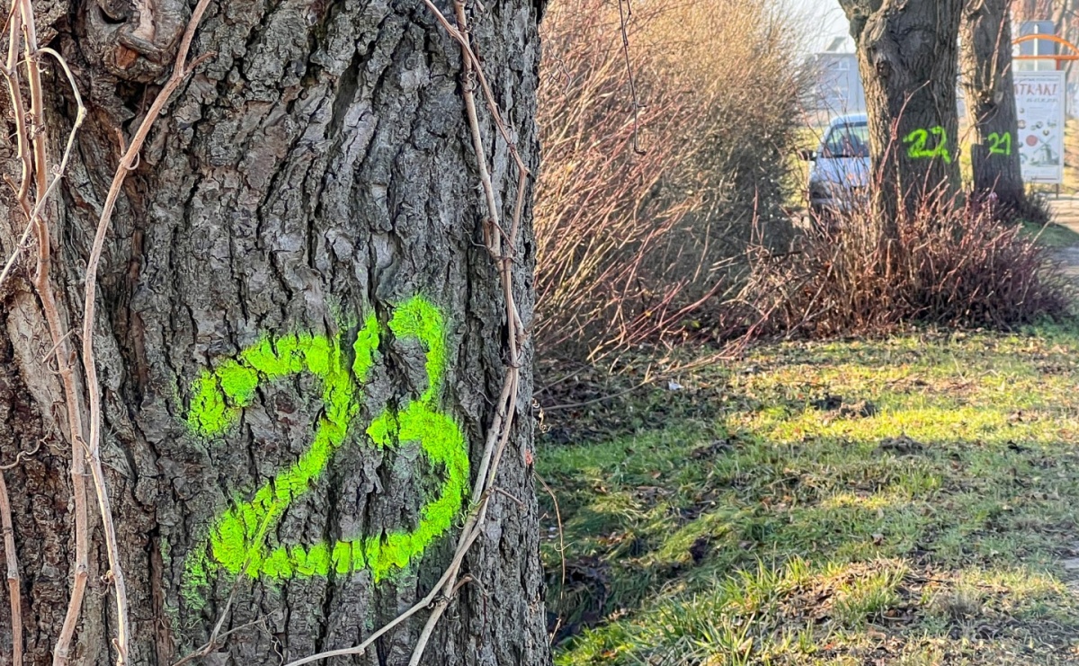 Drzewa wzdłuż Opawskiej do wycinki? Radny interweniuje, miasto odpowiada - Serwis informacyjny z Raciborza - naszraciborz.pl