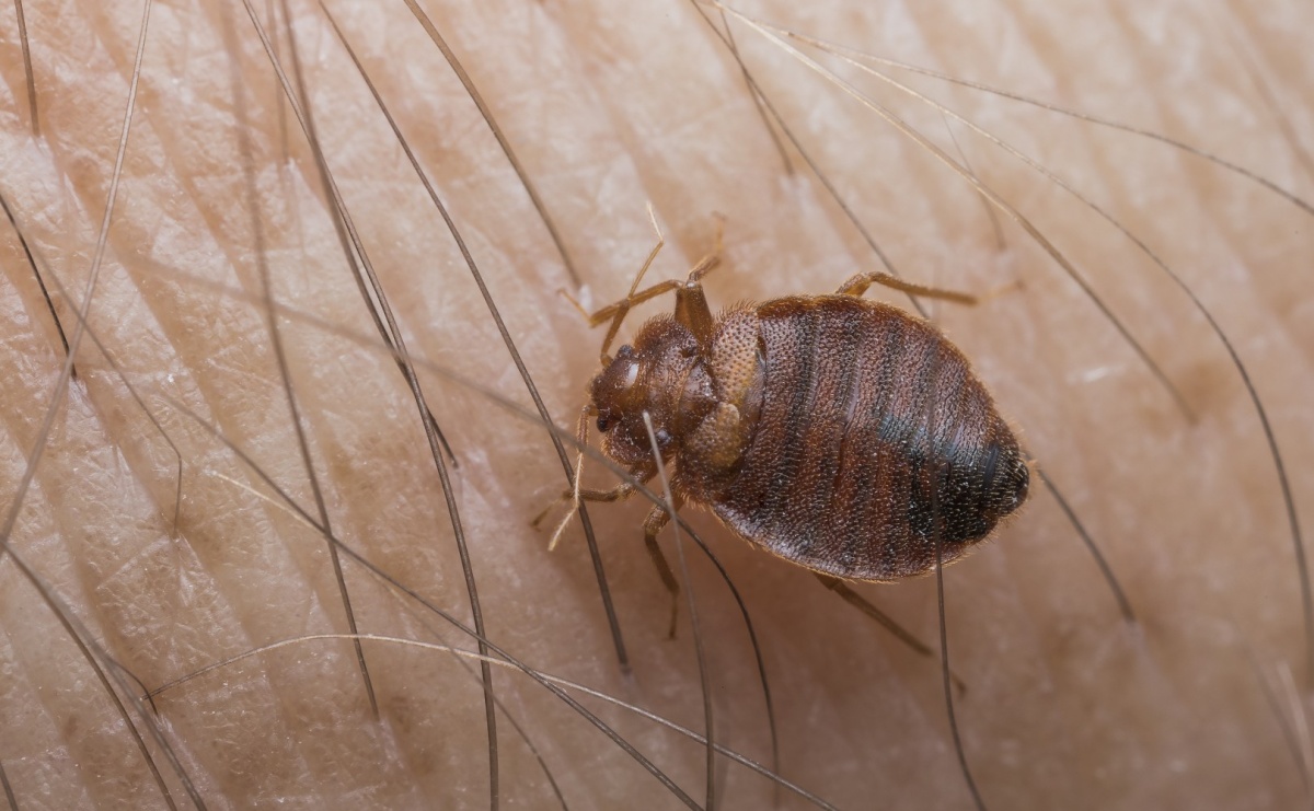 W jakiej temperaturze giną pluskwy? - Serwis informacyjny z Raciborza - naszraciborz.pl