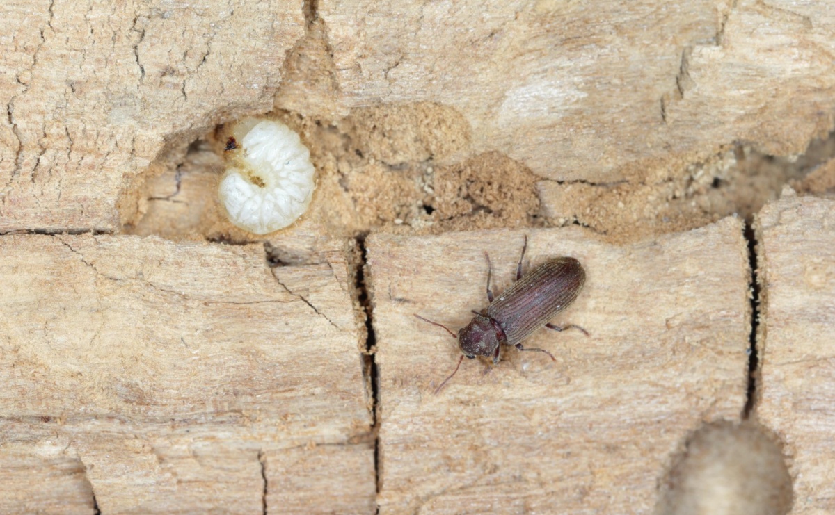 Szkodniki drewna a alergie – czy mogą wpływać na zdrowie domowników? - Serwis informacyjny z Raciborza - naszraciborz.pl