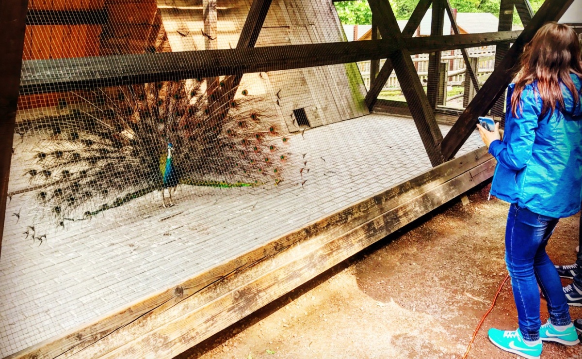 Bitwa o raciborskie zoo. Dziesięć firm walczy o kontrakt w Oborze - Serwis informacyjny z Raciborza - naszraciborz.pl