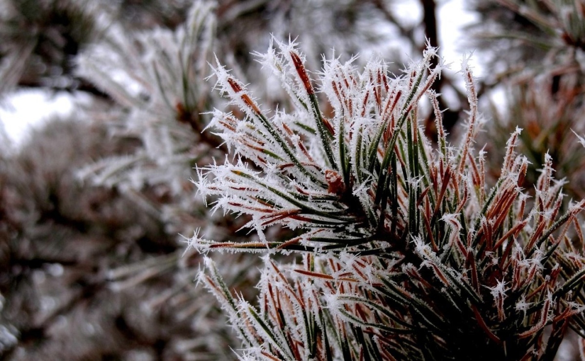Susza fizjologiczna – dlaczego jest groźna dla roślin - Serwis informacyjny z Raciborza - naszraciborz.pl