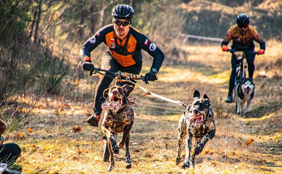 DOG ADVENTURE SPRINT RACE – zawody psich zaprzęgów w Kuźni Raciborskiej [FOTO i WIDEO] - Serwis informacyjny z Raciborza - naszraciborz.pl