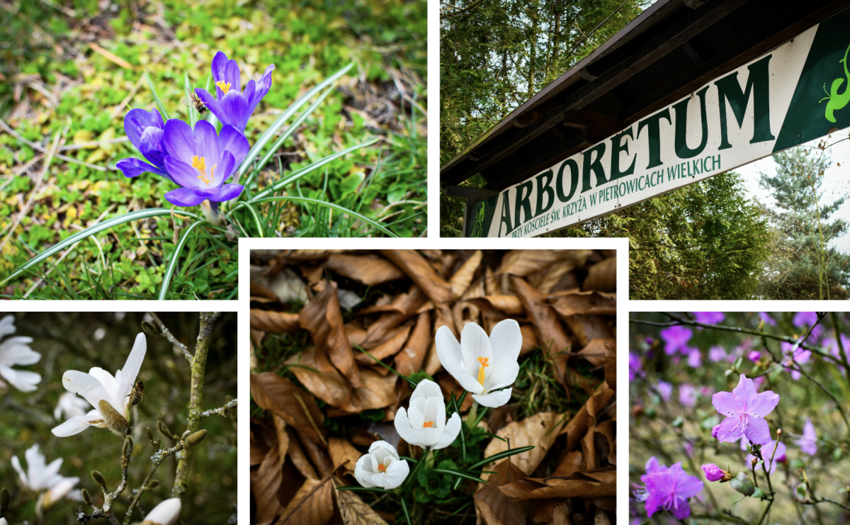 Pietrowickie arboretum wypięknieje. Pomógł WFOŚiGW z Katowic [FOTO i WIDEO] - Serwis informacyjny z Raciborza - naszraciborz.pl